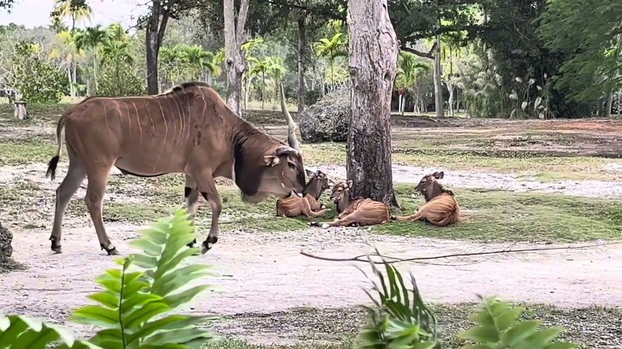 Giant Eland 🥰