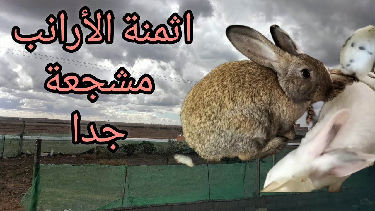 اثمنة قنية واصلة 40درهم ✌️🌺💜 صعوبة في الخصوبة 