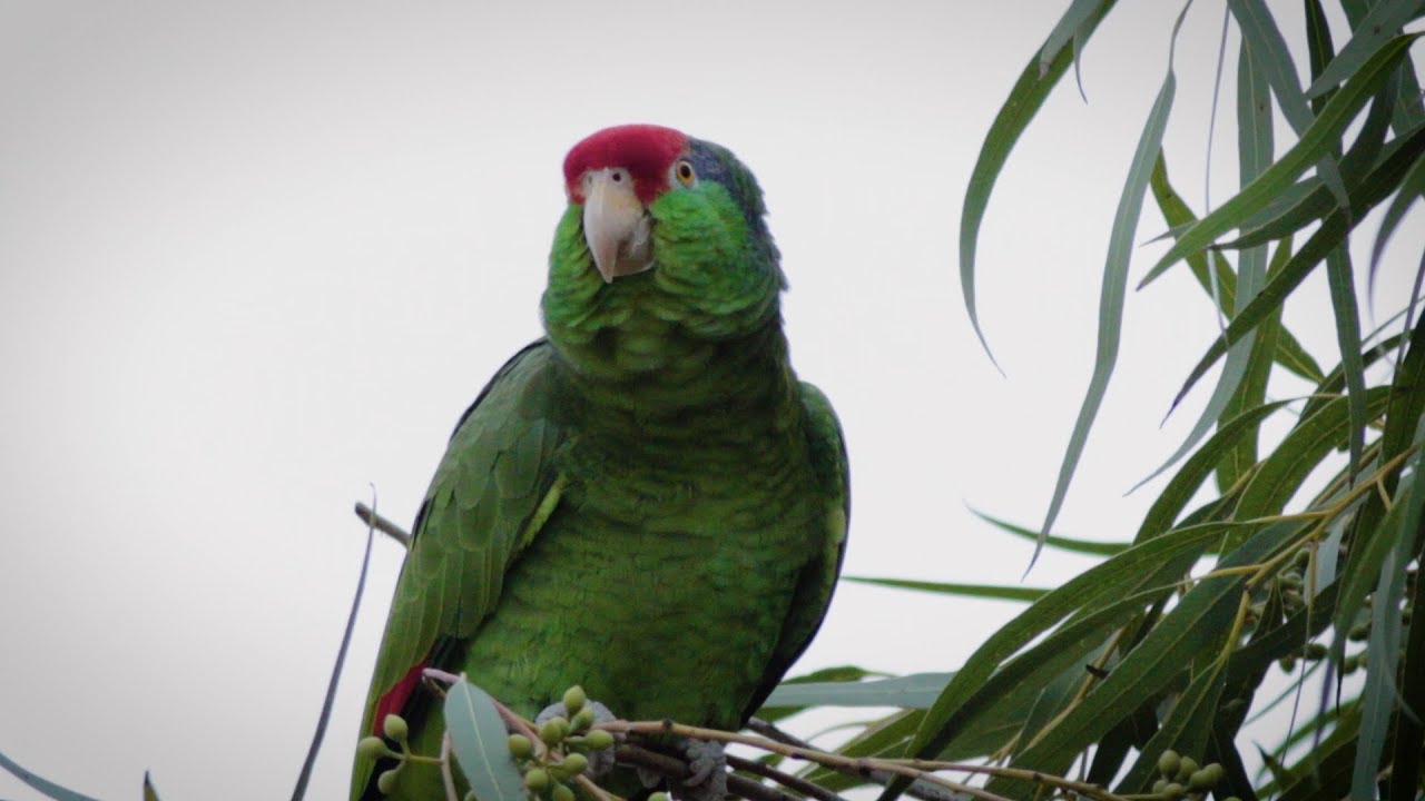 Red-Crowned Parrots in Texas