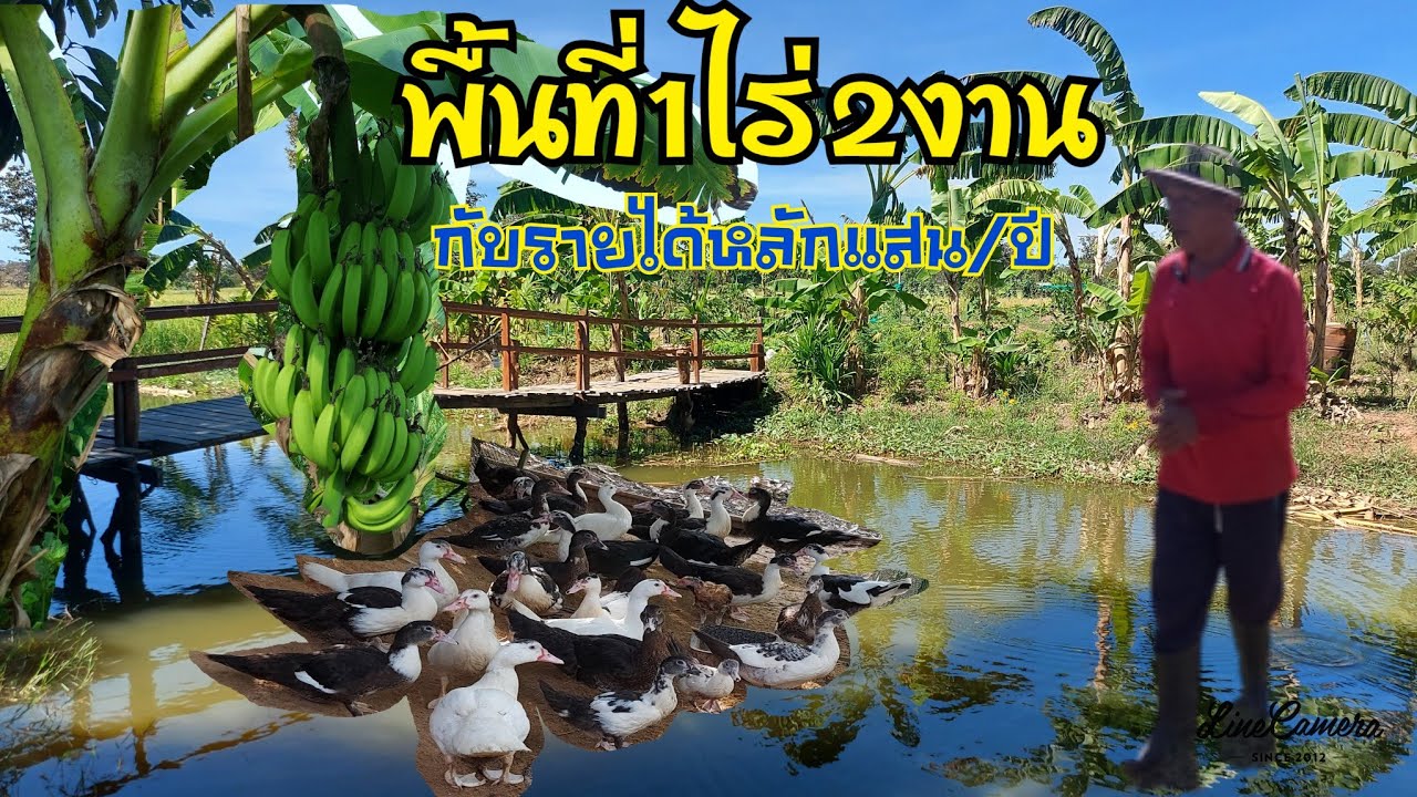 คุณตาวัย60ปีทำเกษตร1ไร่!!!กับรายได้งามๆ!!