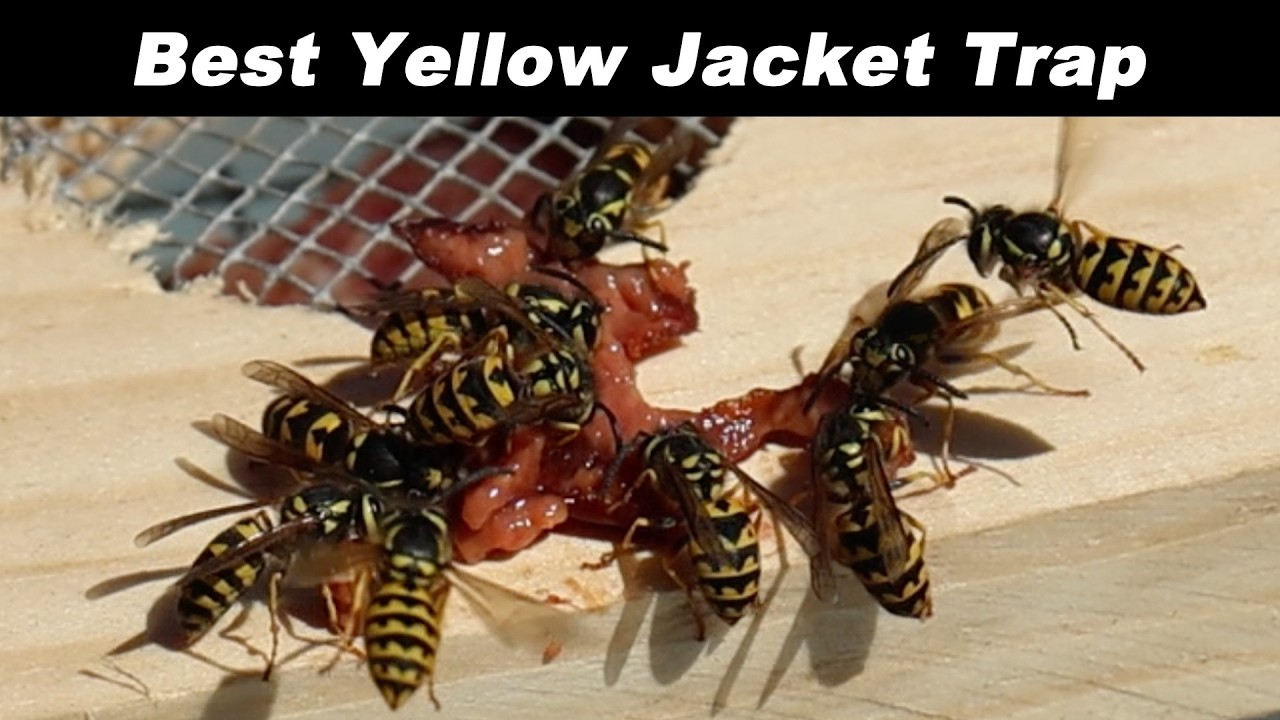 Ending The WAR Between Honey Bees & Yellowjacket Wasps-How To Quickly Trap Hundreds of Yellowjackets