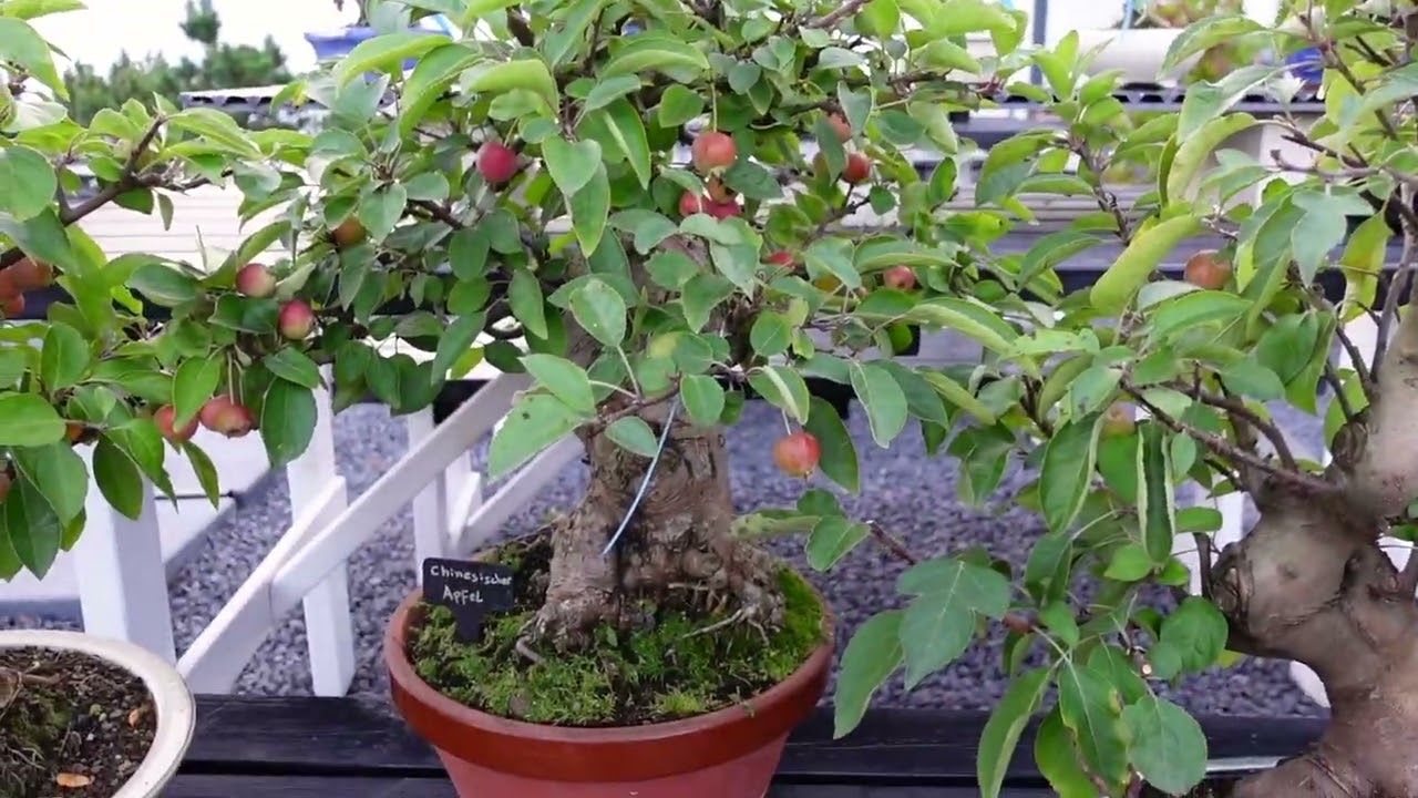 Apfelbaum Bonsai (Malus spectabilis)
