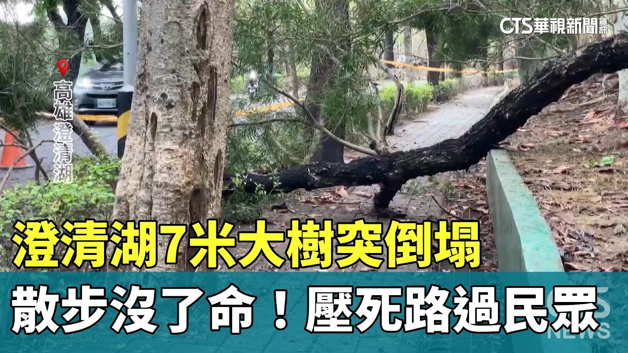 散步沒了命！　澄清湖7米大樹突倒塌　壓死路過民眾｜華視新聞 20240426