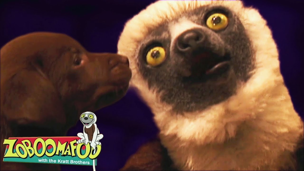 Cachorros | Zoboomafoo Português | Episódios Completos para Crianças
