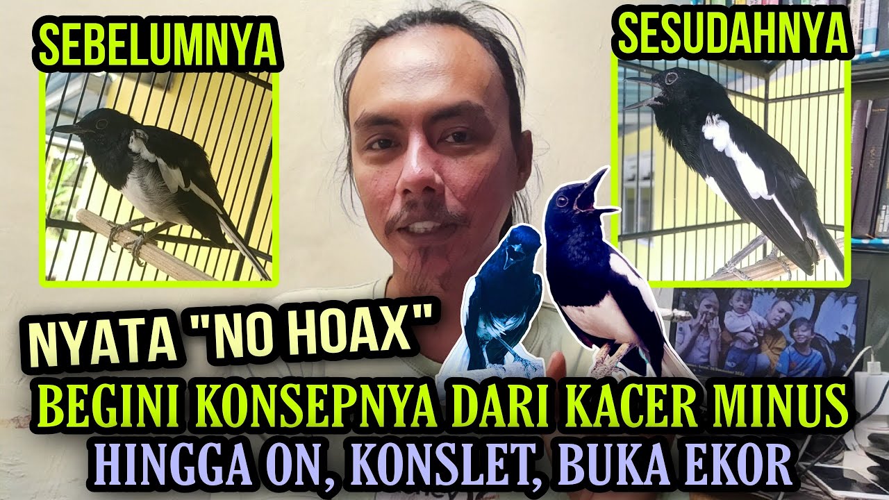 CUKUP BEGINI SAJA KOK ⁉️ KACER BISU JADI GACOR KONSLET DAN BUKA EKOR || TIPS KACER BUKA EKOR