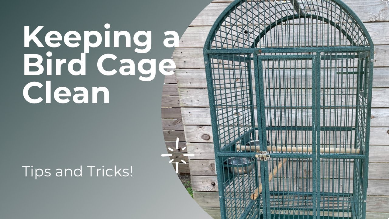Keeping a Bird Cage Clean! Tips and Tricks