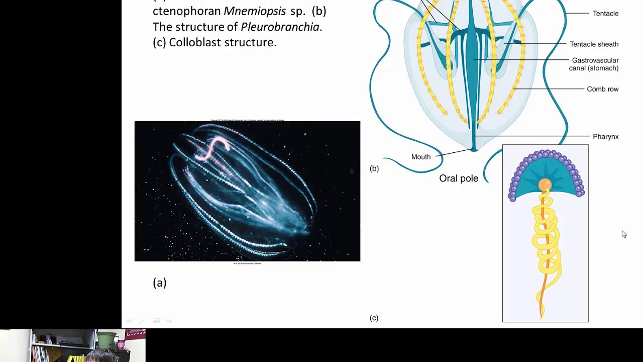 Ctenophora