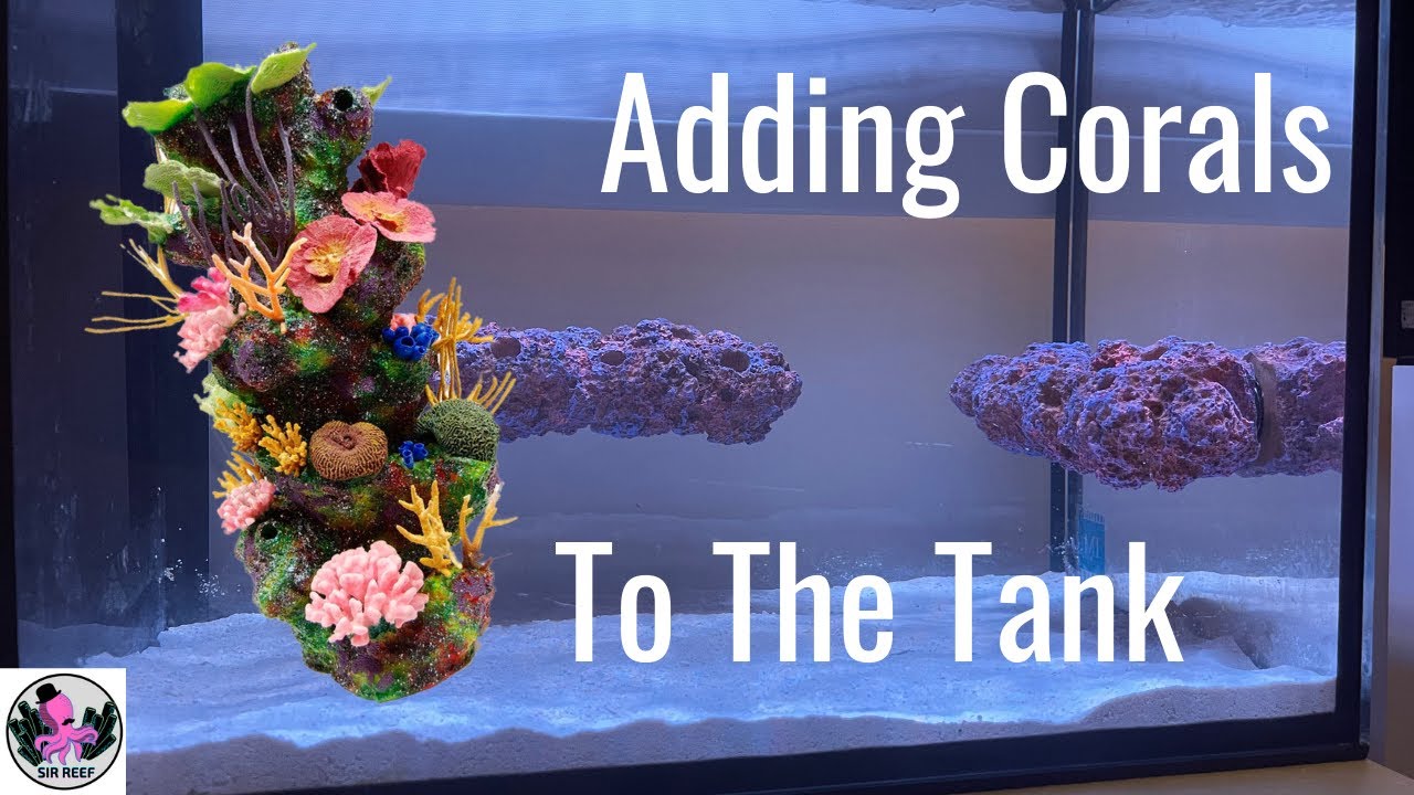 Adding More Corals to the Nano Tank