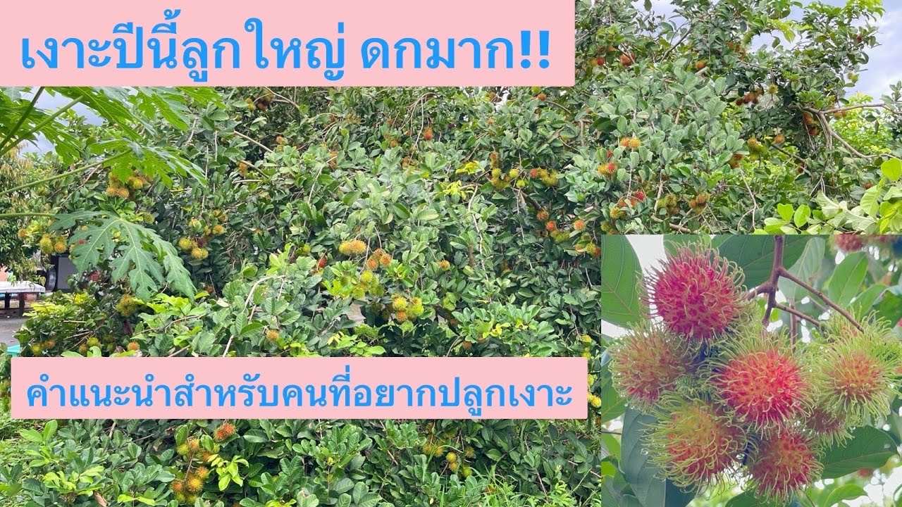 พาชมเงาะ คำแนะนำสำหรับคนอยากปลูกสวนเงาะ