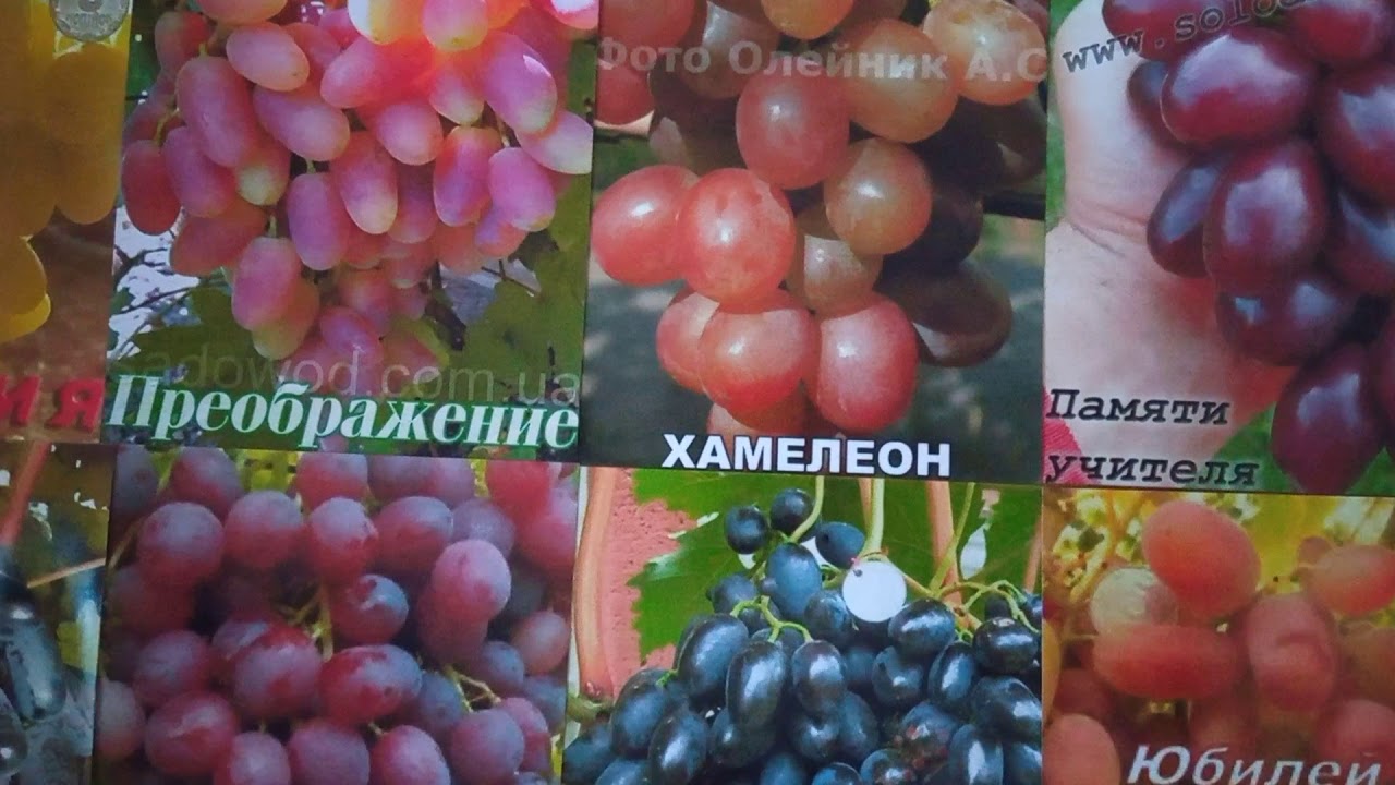 🍇Мои любимые сорта винограда🍇.