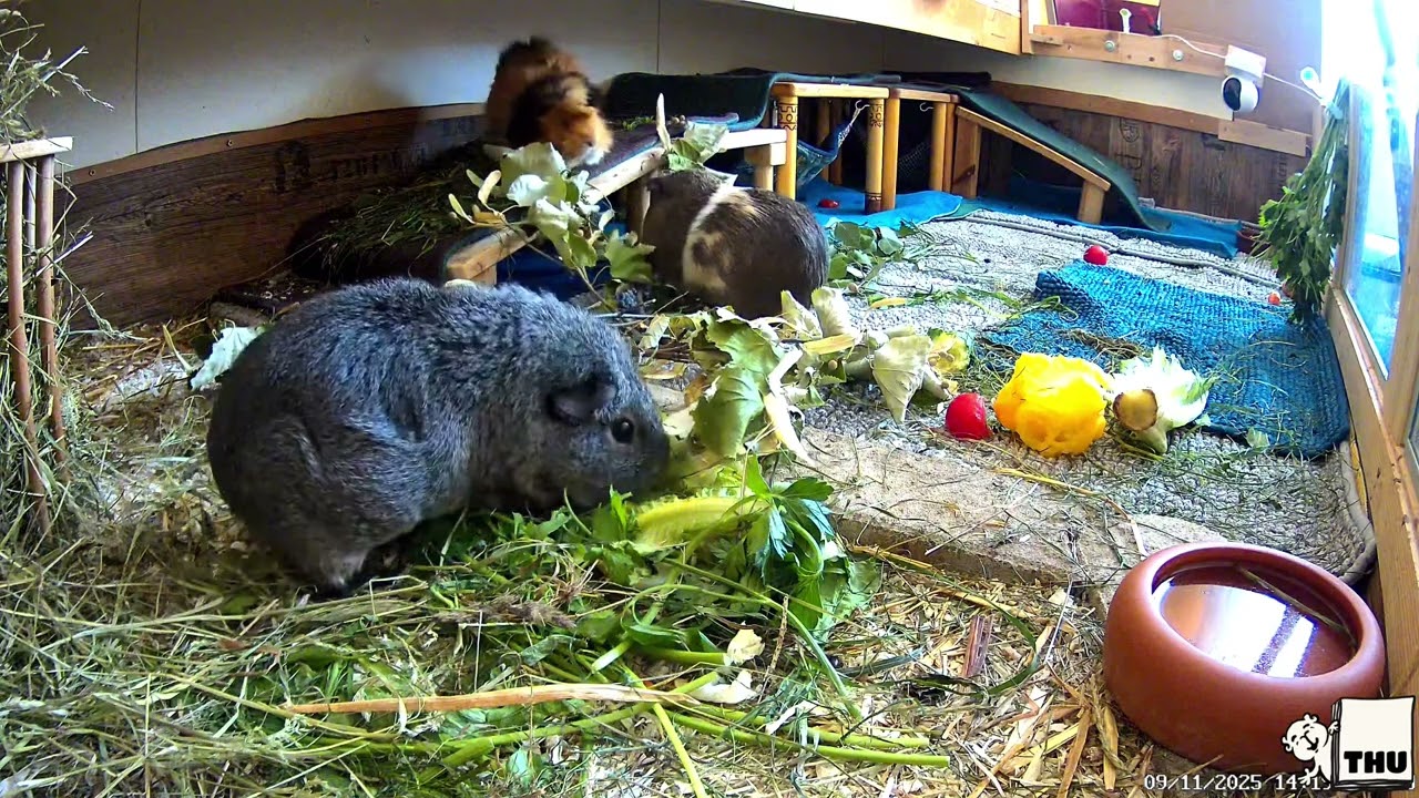 Our Guinea Pigs - Wheek 37