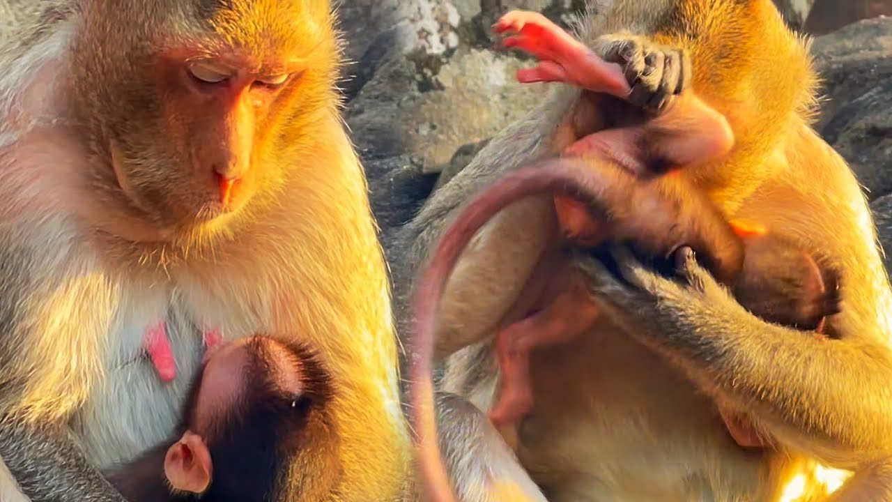 The mother monkey examines her adorable baby monkey, this is the mother's heart.