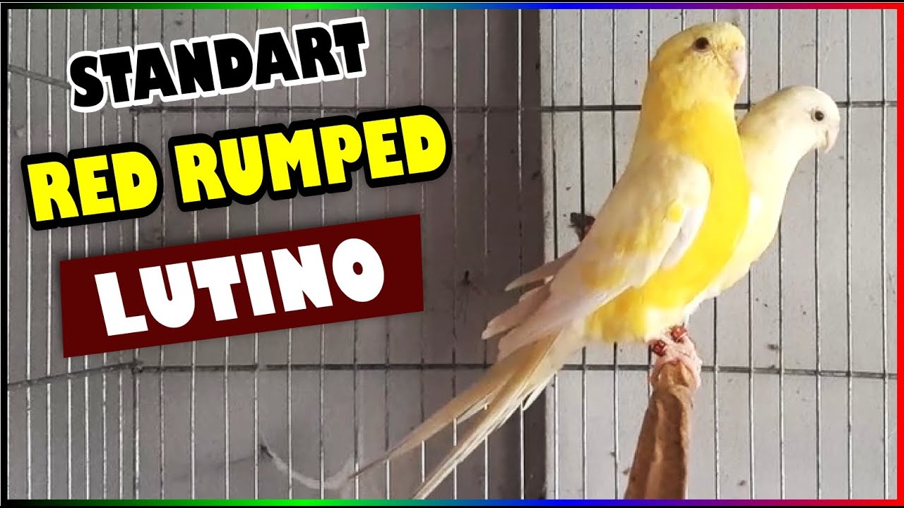 RED RUMPED LUTINO - STANDARD HD (CASAL)