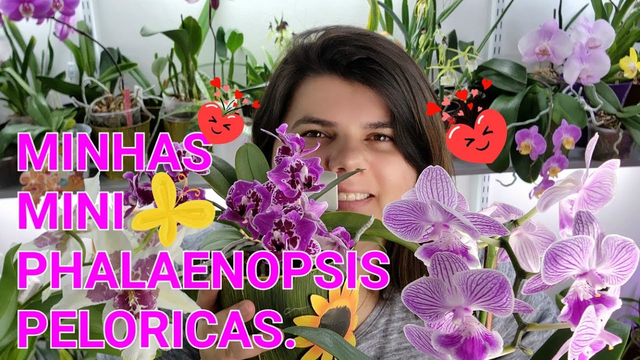 TOUR PELAS MINHAS MINI ORQUÍDEAS PHALAENOPSIS FLORIDAS