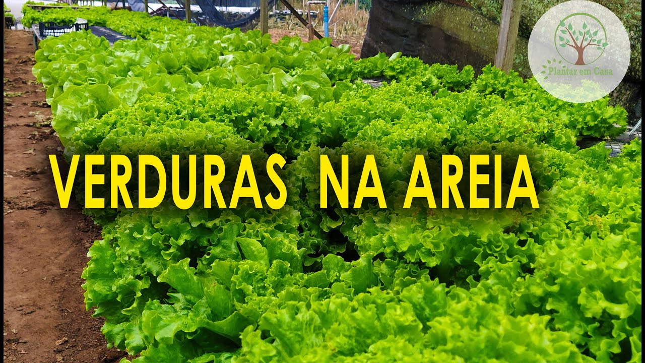 Plantar Verduras na Areia, sempre aprendendo com Fernando Kusagima