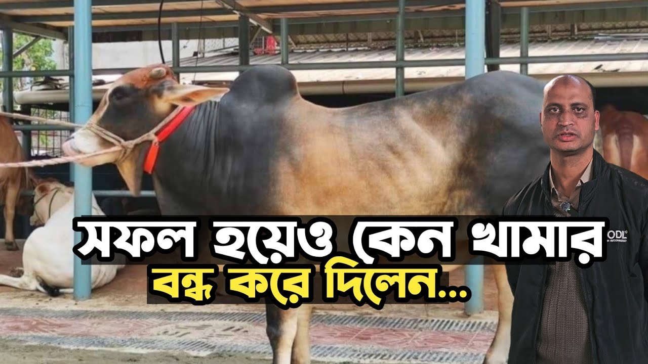 সফল হয়েও কেন খামার বন্ধ করে দিলেন | Cow Farming | Agro Dream Bangla 