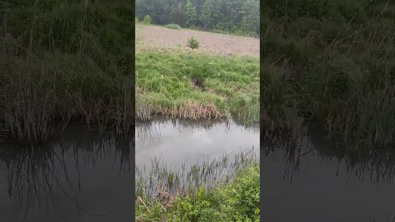 Наша водоплавна орнітофауна.