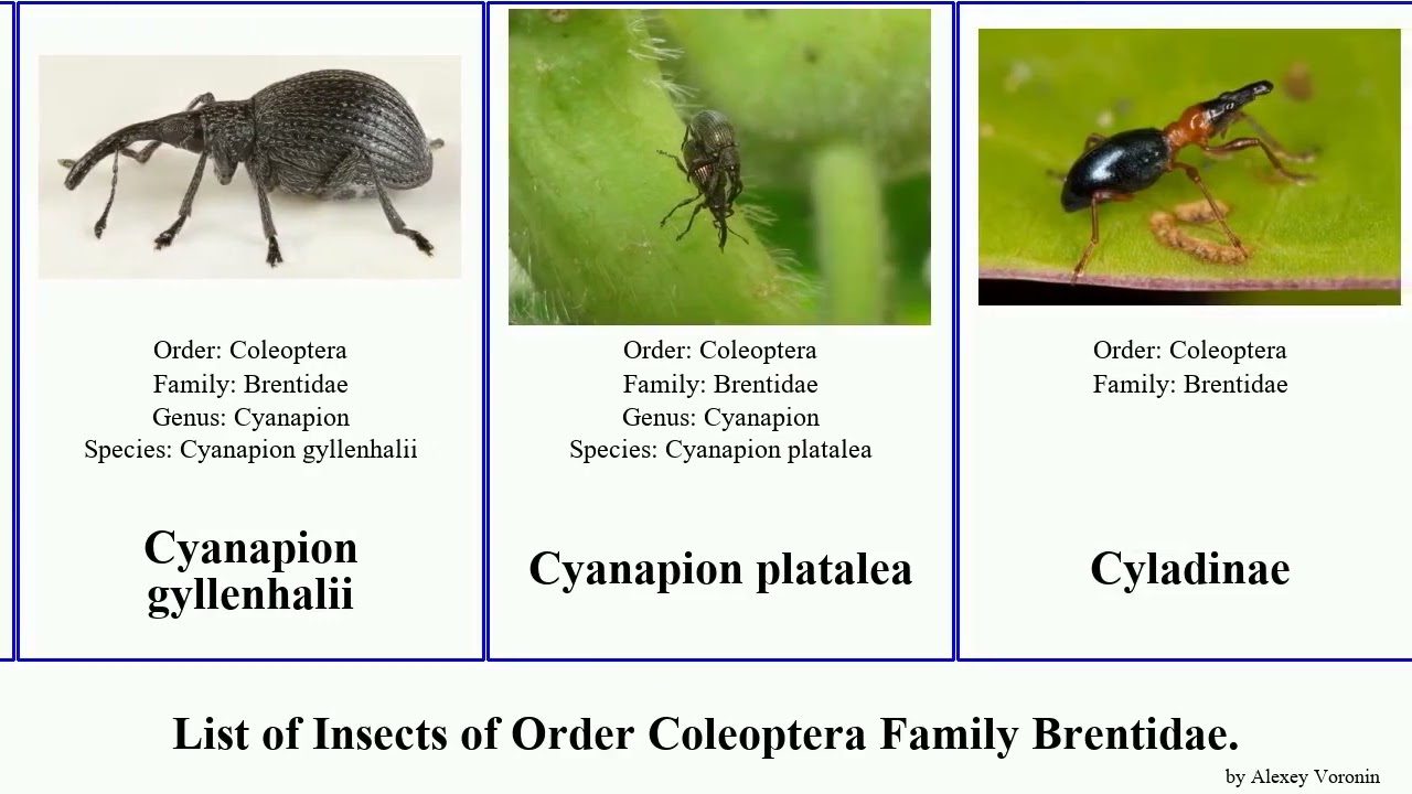 Insects of Order Coleoptera Family Brentidae apion immune weevil loti simile snout weevils sedi