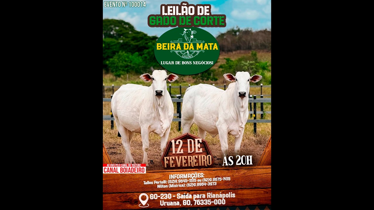 Beira da Mata Leilões - Uruana GO - Leilão de Gado de Corte em Goiás @canal.boiadeiro #live #gado