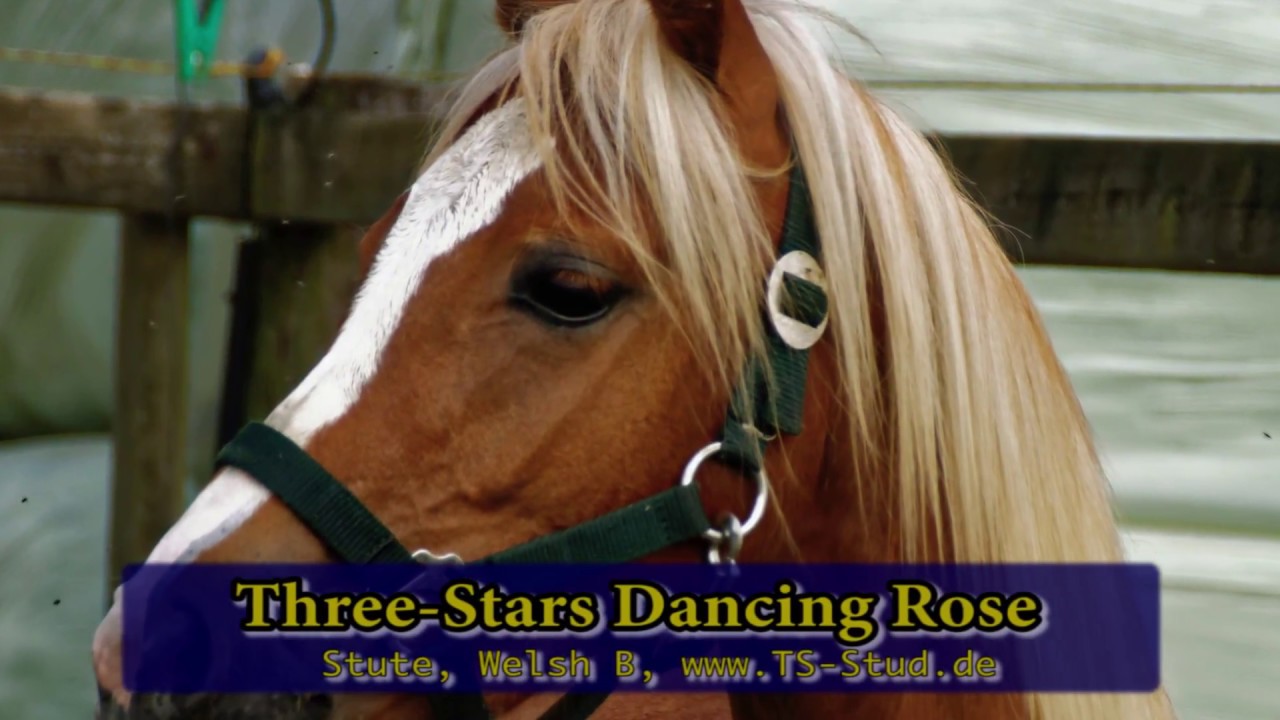 Three-Stars Dancing Rose, Welsh B, Mare (For Sale)!