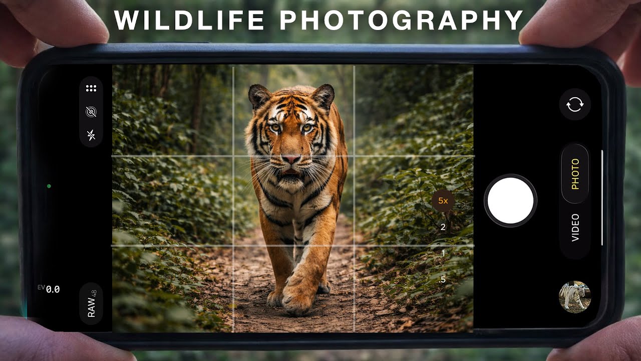 10 Wildlife Photography Tips You Must Know (No Expensive Camera Needed)
