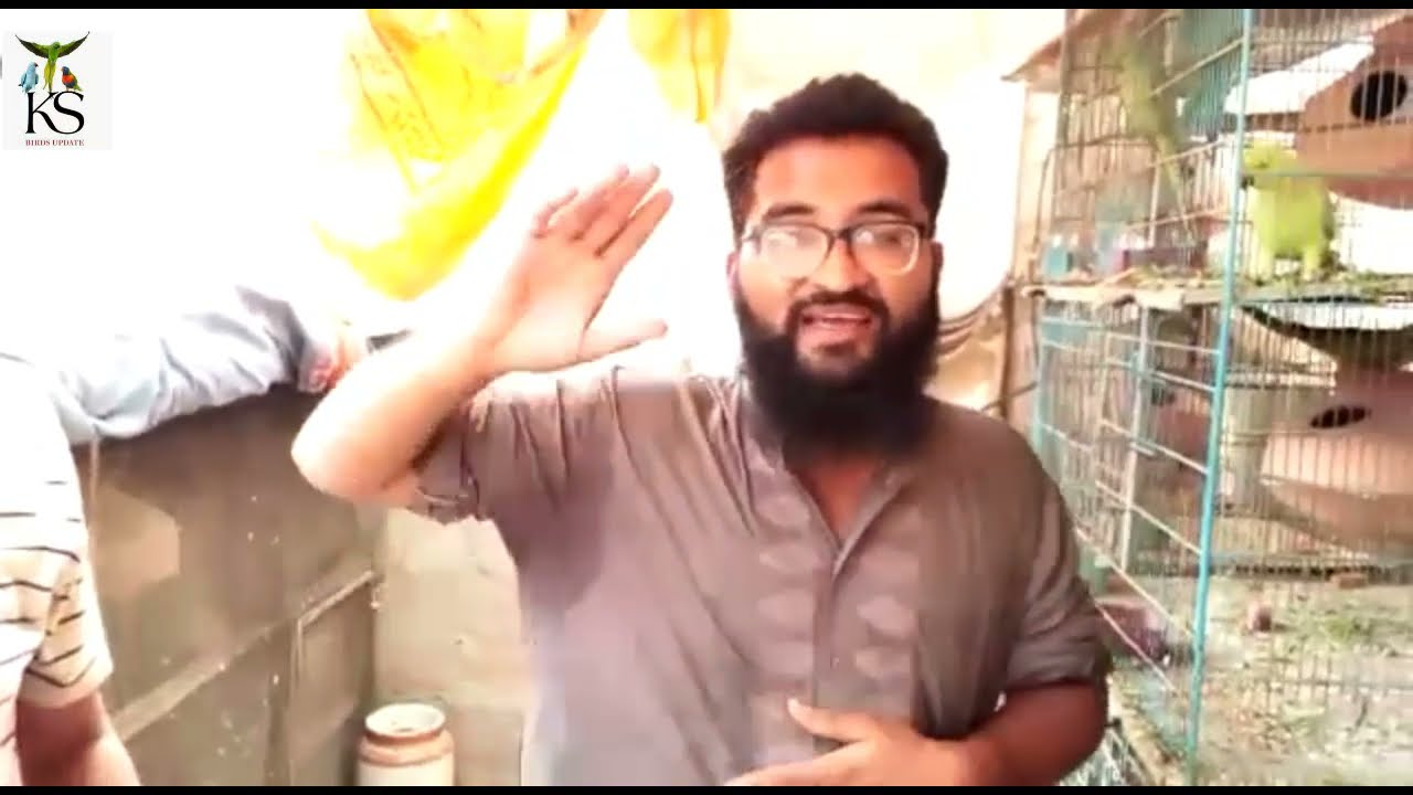 Ringneck Parrot Breeding Progress Urdu/Hindi |Ringneck Breeding Setup|Ks birds update