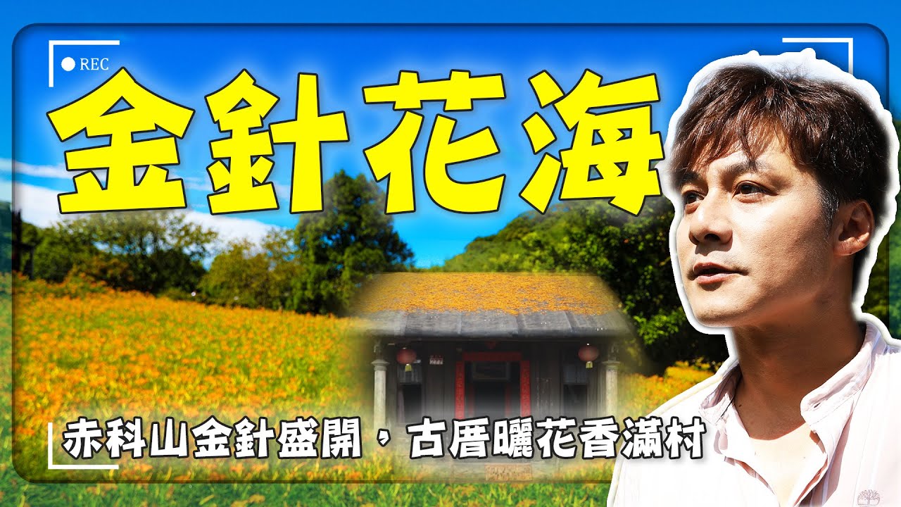 【夏末限定金針花海】廖科溢體驗花蓮古厝曬金針：走進來就不想回家？赤科山滿山遍野金花成浪！｜花蓮／玉里｜廖科溢