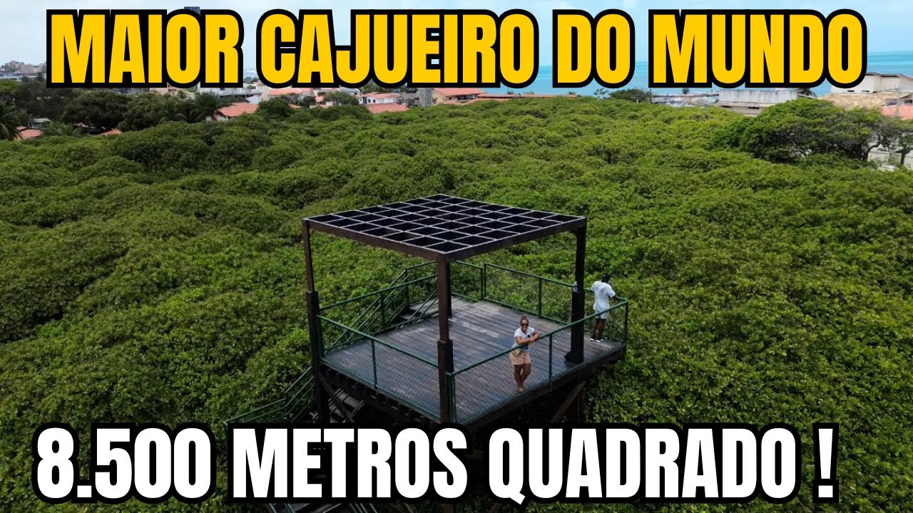MAIOR CAJUEIRO DO MUNDO FICA NO BRASIL / do tamanho de um campo de futebol ! EP 103 TP 01