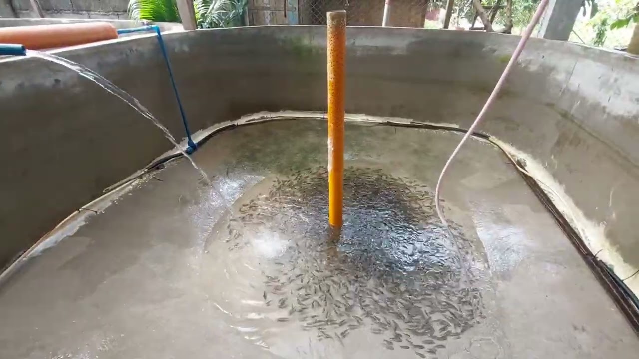 Srart of No Change Water in Super Intensive 2500/9sqm Tilapia Pond