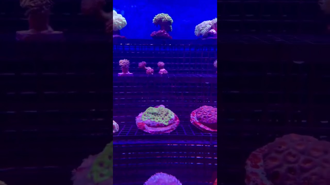 Wave Aquariums Tour Full Video Coming Soon 🎥