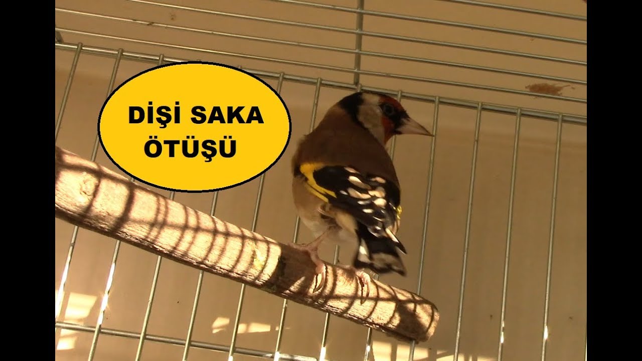 Dişi Saka Ötüşü | Female Goldfinch Song