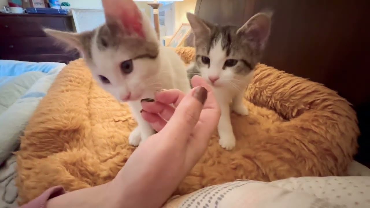 Nadja: Day 81. Precious mother daughter moments #adoptstrays #catvideos #kitten 