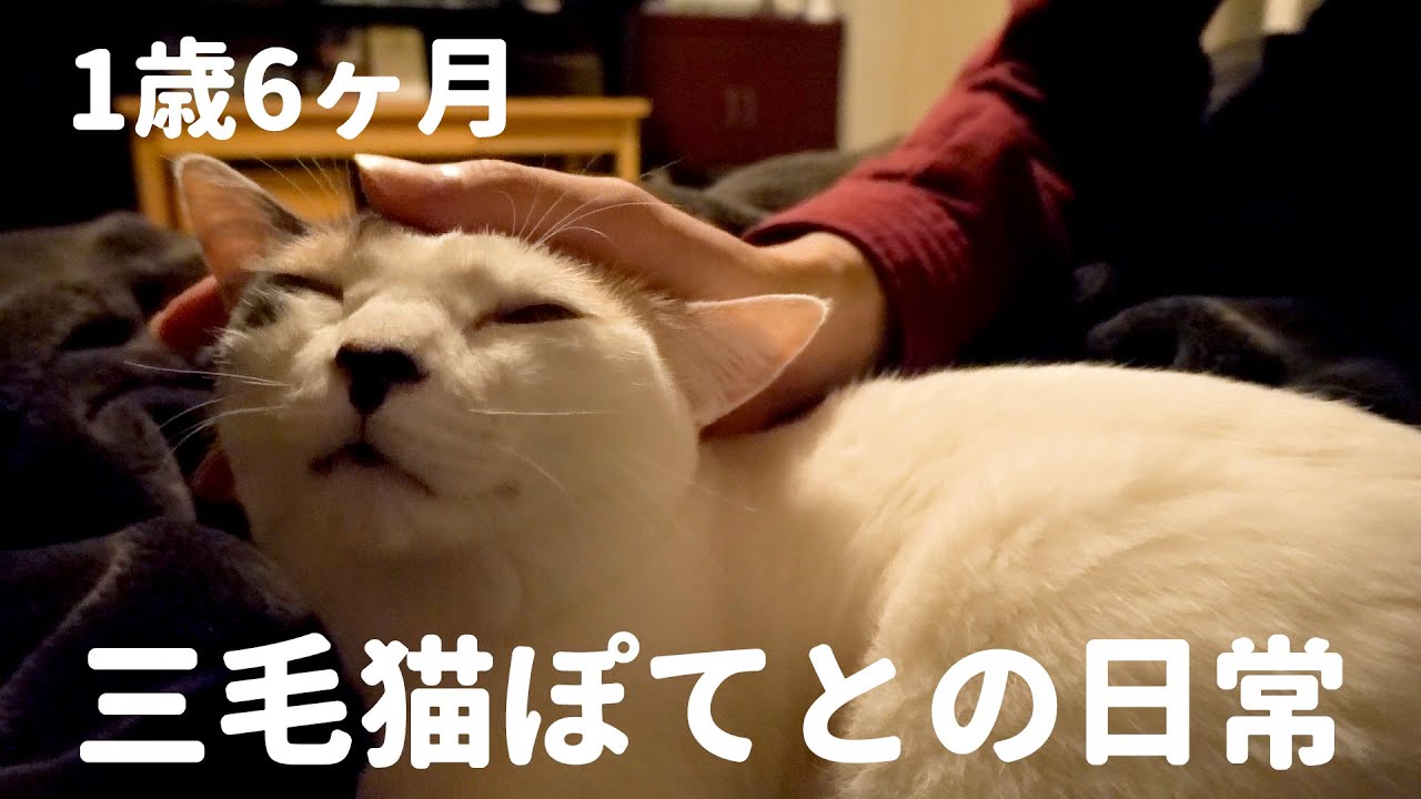 子猫が来てから甘えん坊に？1歳6ヶ月三毛猫ぽてとの日常