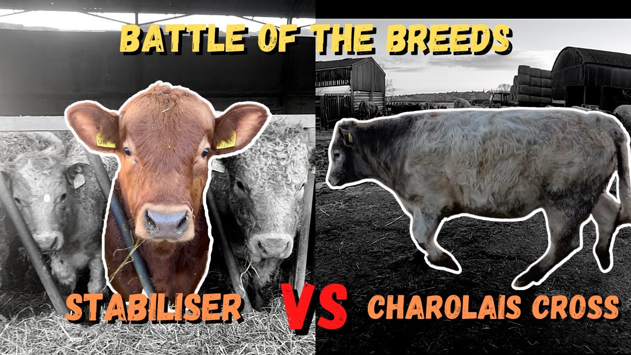 BATTLE OF THE BREEDS | STABILISER VS CHAROLAIS CROSS