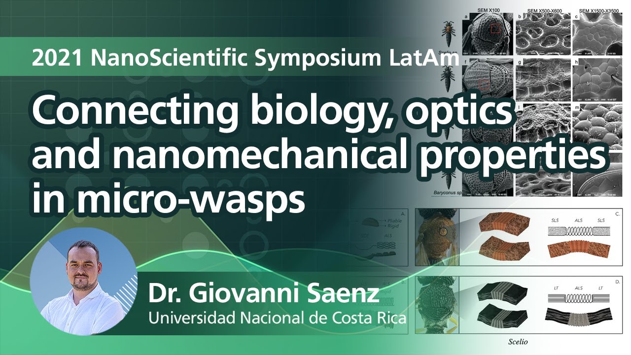 Connecting biology, optics and nanomechanical properties in micro-wasps | 2021NSSLatAm