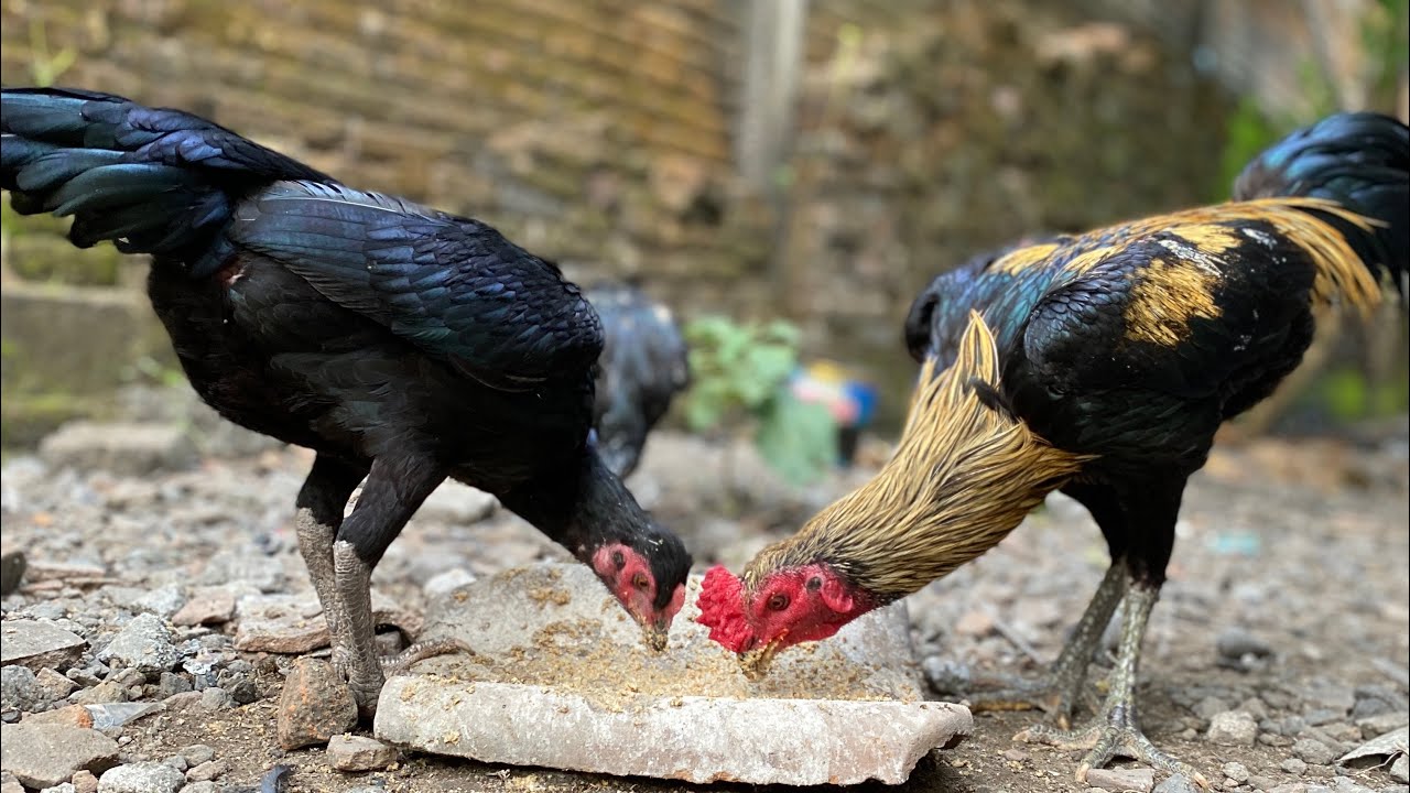 PANEN ANAK AYAM TETASAN KE2, 8 EKOR BIRKOK 