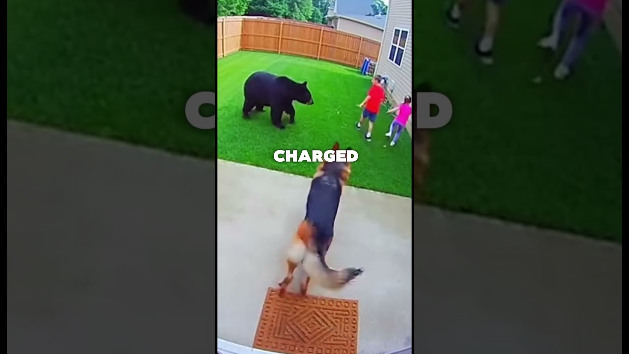 This Dog Faced a Bear to Save Owners
