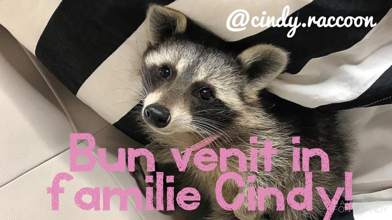 Uite de ce am ales un raton ca animal de companie?! | Why i chose a raccoon as a pet?! | EDA Vlog