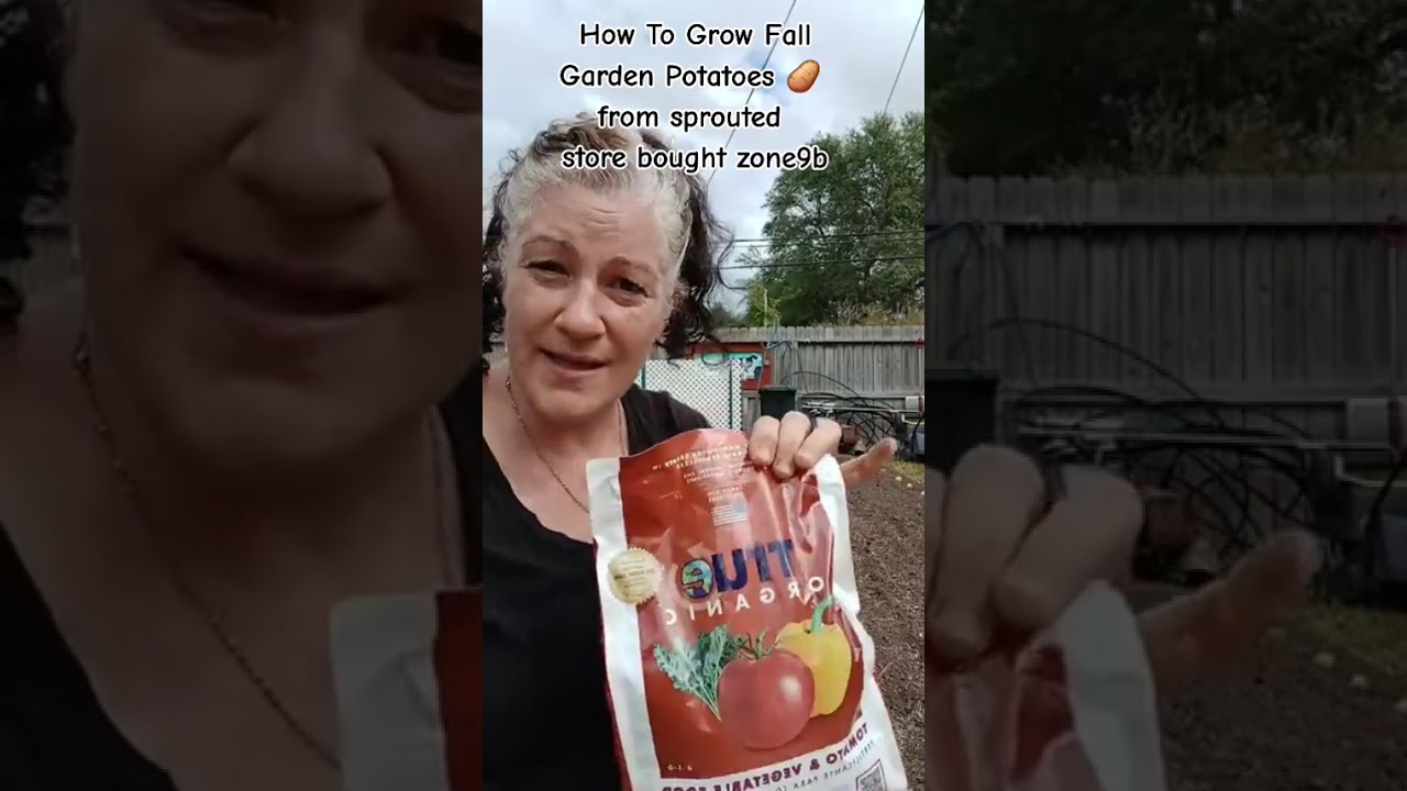 Growing Fall Garden Potatoes #lowincome #Potatoes #garden #texas 