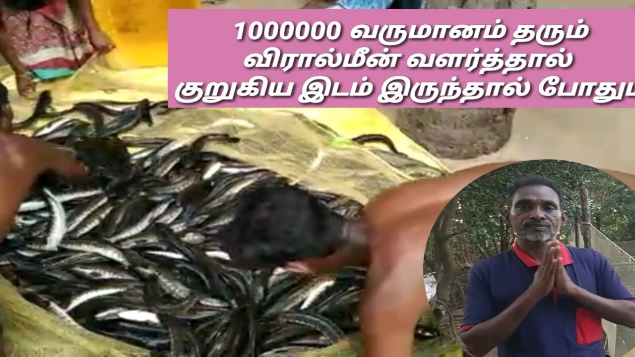10 சென்ட் இடத்தில் விரால் மீன் வளர்த்தால் 10,000,00 வருமானம்  viral fishing