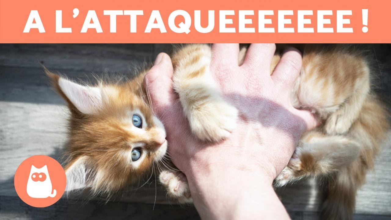 Mon CHAT me MORD et me TAPE avec ses PATTES 💥🐈 (Causes et quoi faire)