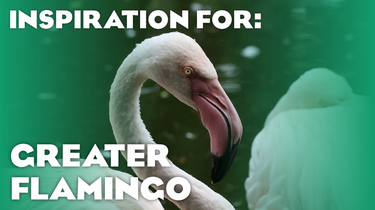 30+ Greater Flamingo Habitats! (Planet Zoo Inspiration)