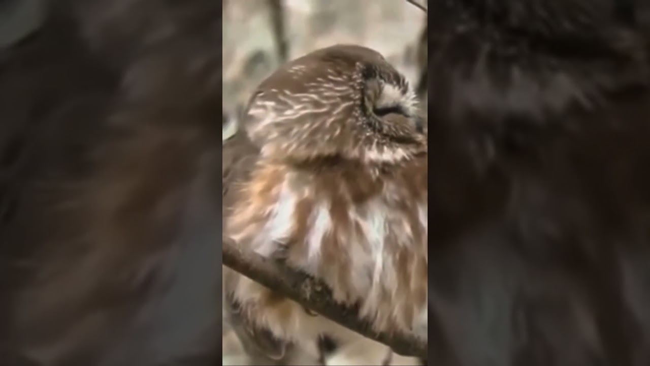 Sleepy northern sawwhet owl yawning ❤️ #wildvancouver #wildlife #owls #urbanwildlife #raptors