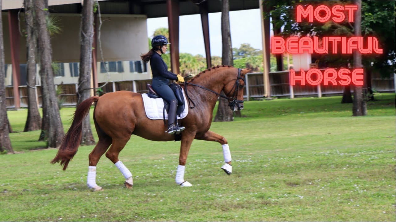 Most beautiful chestnut horse