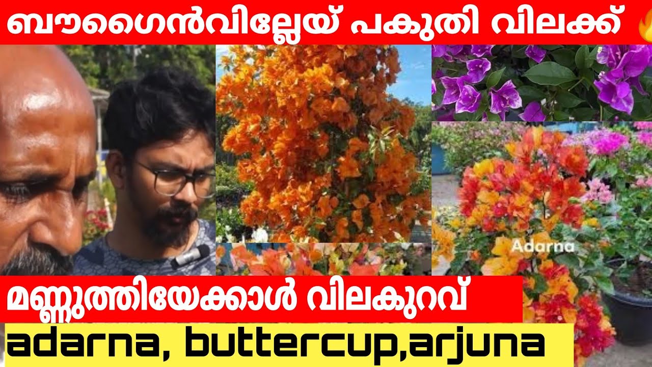 The cheapest bougainvillea nursery in Kerala | BOUGAINVILLEA NURSERY #bougainvillea