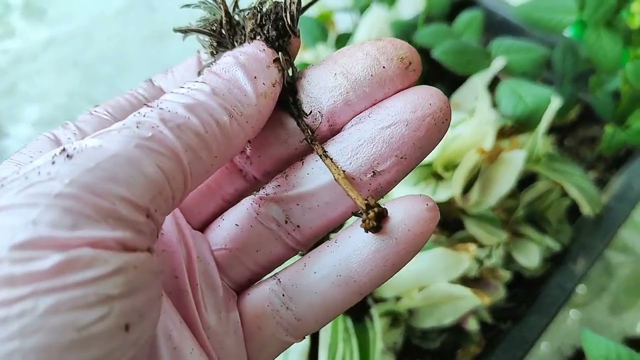 Результат осеннего черенкования роз 🌺 сколько клубники осталось 