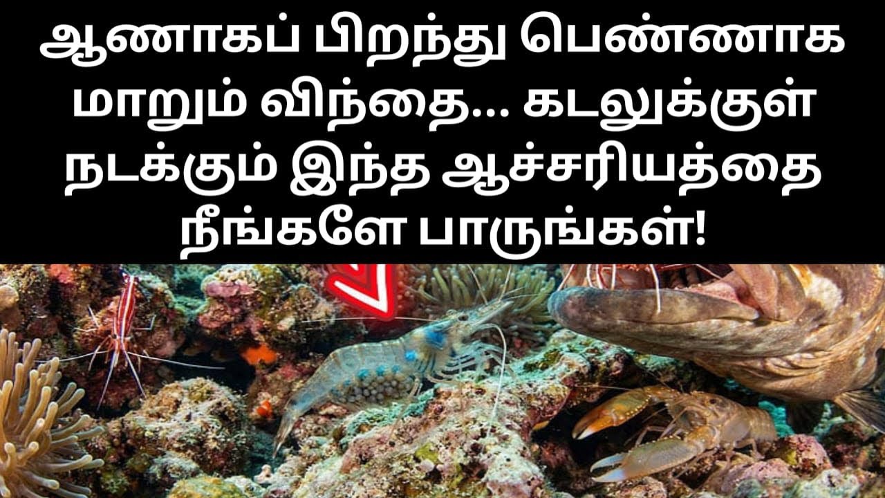 ஆணாகப் பிறந்து பெண்ணாக மாறும் விந்தை... கடலுக்குள் நடக்கும் இந்த ஆச்சரியத்தை நீங்களே பாருங்கள்!