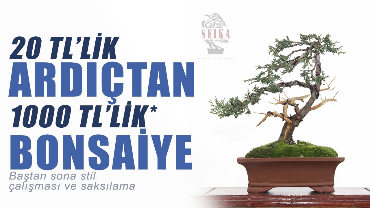 Shohin Boy Ardıç Bonsai Yapımı - Baştan Sona Budama, Telleme, Stil Çalışması, Saksı Değişimi