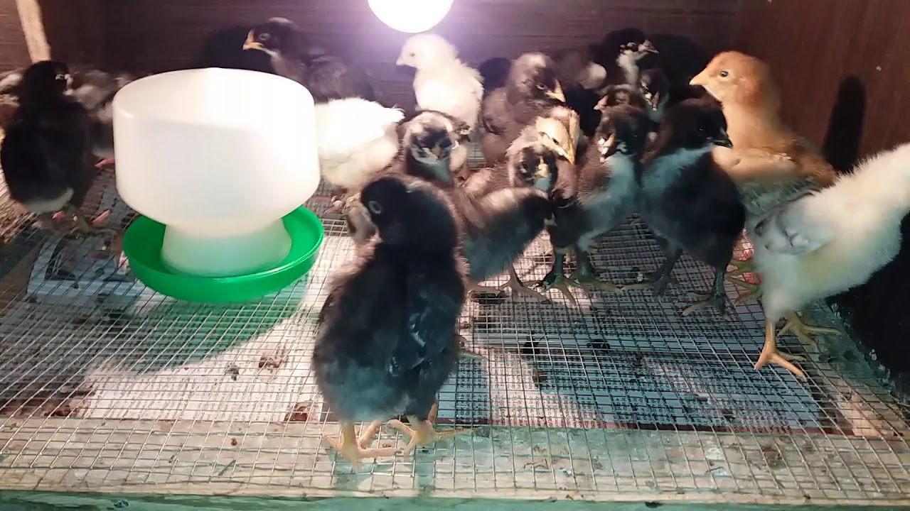 Nowy domek dla piskląt 😁 odchowalnik 🐓