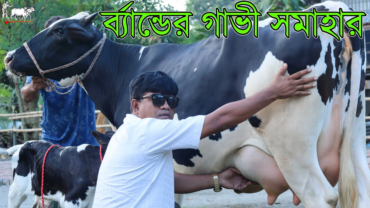 দেশের সব খামারকে ২০ হাজার টাকা দামে চেলেঞ্জ! ব্র্যান্ডের সব গাভী নিন পাইকারী দামে। Krishi and Khamar